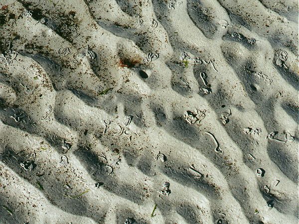 saintgermain14.jpg - Des traces d'activité dans un sédiment actuel